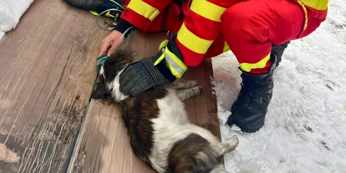 Cățel salvat de pompieri și paramedicii SMURD în urma unui incendiu la Maieru FOTO: Facebook/IGSU