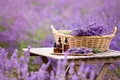 Lavanda jpg
