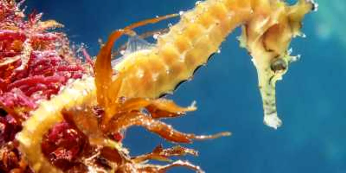 Masculul din specia căluţul de mare rămâne gravid şi naşte FOTO Interactivia