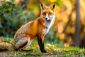 view fox nature with lots details jpg