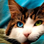 Cele mai frumoase pisici  FOTO boredpanda 