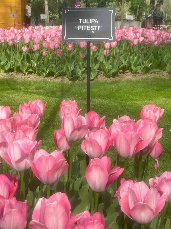 Tulipa Pitesti specia unica de lalea FOTO Primaria Pitesti jpg