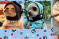 banner Anca Badiu png