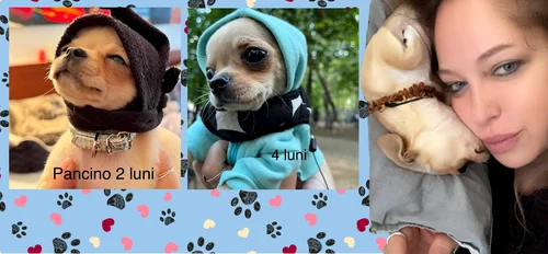Pancino, cățelușul Ancăi Badiu, are hăinuțe de firmă