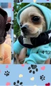 banner Anca Badiu png
