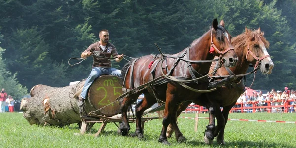 Cele mai frumoase cabaline vor putea fi admirate la Râşnov, Foto: arhivă ADS