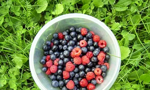 fructe de padure  jpg
