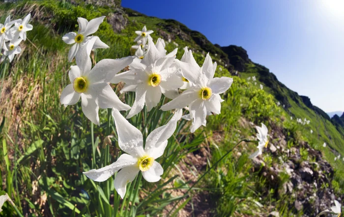 Narcisele sălbatice sunt specii protejate de lege. FOTO: Shutterstock