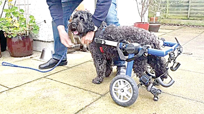 Face fizioterapie cu stăpâna luiFoto: Pofimedia