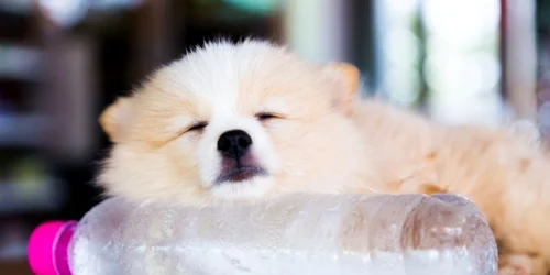 canicula - caldura - caine - sticla cu apa FOTO Shutterstock