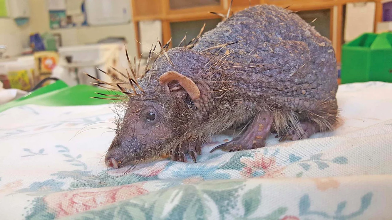 Ianuarie 2019. Puiul de arici a ajuns fără ţepi la Centrul de îngrijire a animalelor sălbatice Cuan