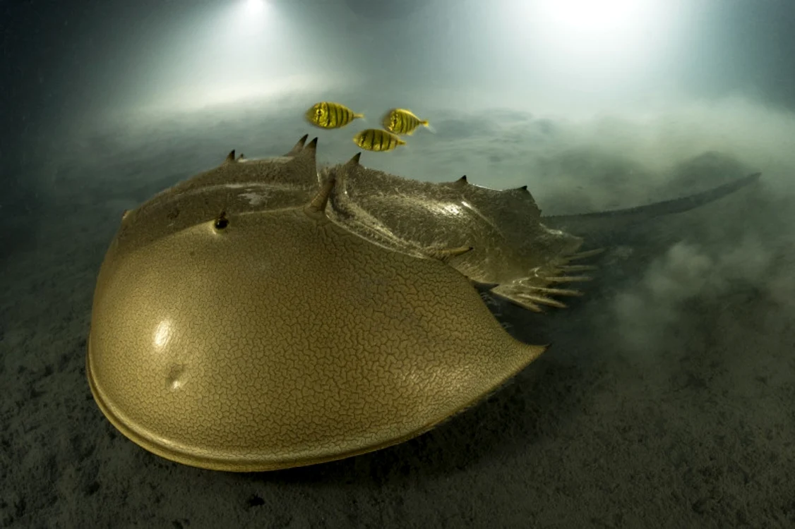 Fotografie premiată la Wildlife Photographer of the Year 2023. Foto: Profimedia Images