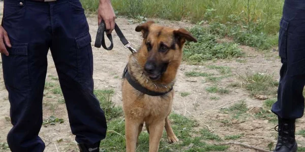 cautări bătrân dispărut la tamna FOTO Corina Macavei 