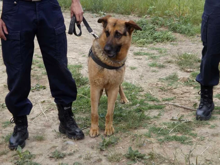 Poliţiştii şi jandarmii au apelat inclusiv la un câine de urmă FOTO: Arhivă