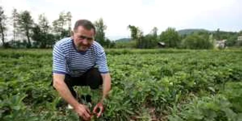 Bistriţenii se pot angaja în Danemarca la vară