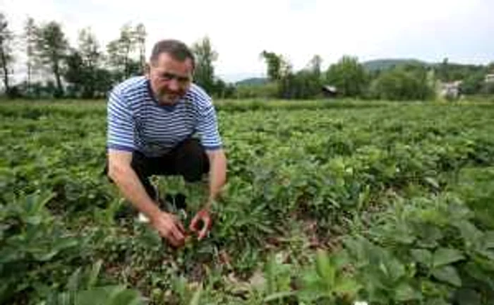 Bistriţenii se pot angaja în Danemarca la vară