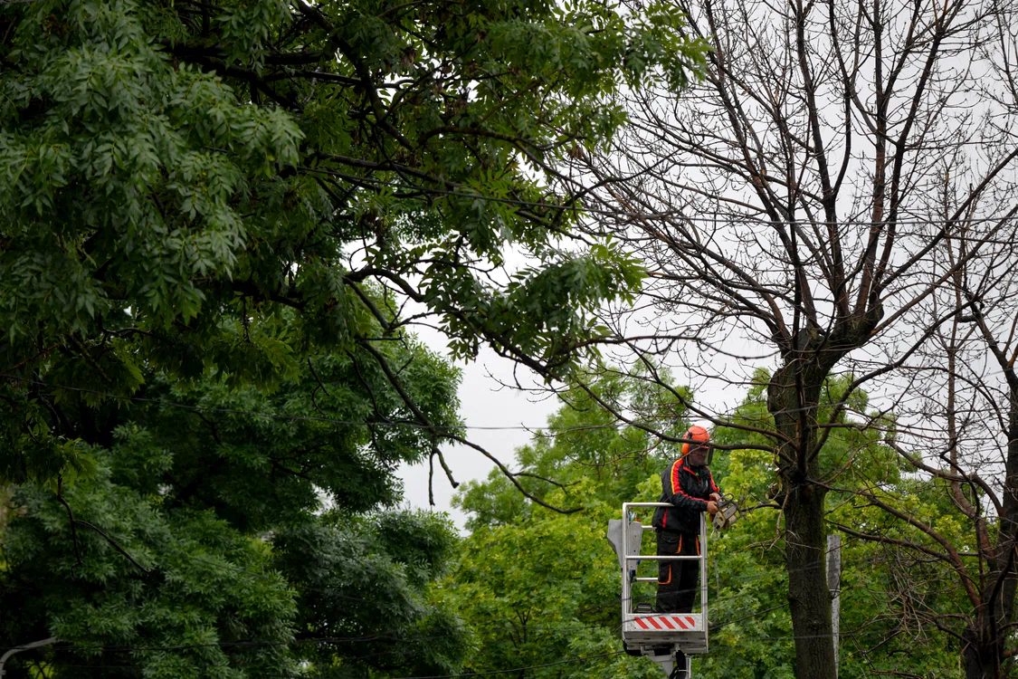 Deseori, arborii seculari sunt îngrijiți în mod greșit. FOTO: Andreea Alexandru / Medifax