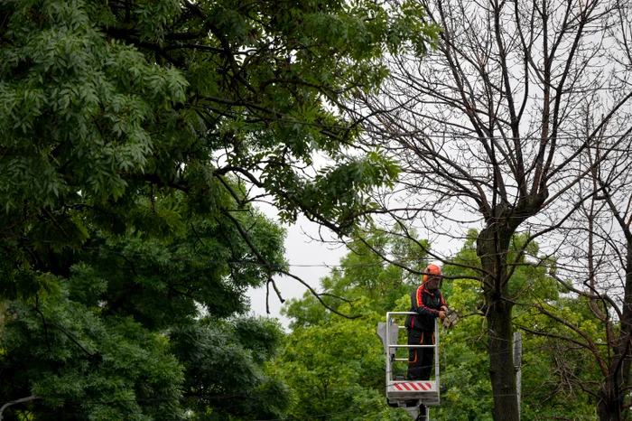 Deseori, arborii seculari sunt îngrijiți în mod greșit. FOTO: Andreea Alexandru / Medifax