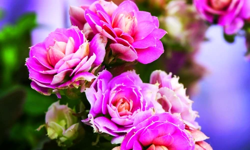 1 60538 original jpg jpeg