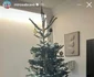 Bradul lui Mircea Bravo ziua foto: Instagram