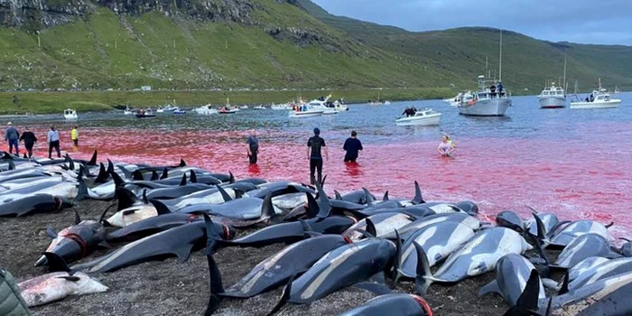 În ultimul deceniu au fost ucise peste 8.000 de balene şi delfini, potrivit Serviciului Veterinar din Feroe. FOTO Sea Shepherd