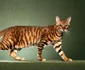 Toyger  jpeg