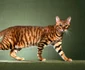 Toyger  jpeg