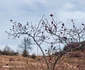 Imagine realizată cu Xiaomi Redmi Note 14 Pro 5G - măceș pe câmp și cer plin de nori Foto Daciana Stoica pentru Adevărul