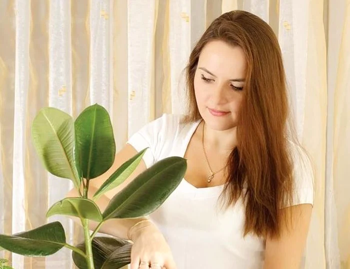 Platele purifică aerul din apartamentfoto: 123RF