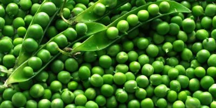 Mazărea verde aduce beneficii pentru sănătate  FOTO Shutterstock