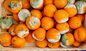 mucegai fructe istock jpg