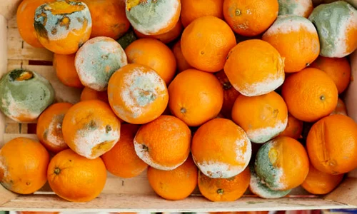 mucegai fructe istock jpg