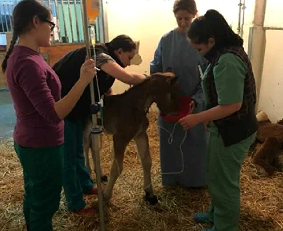 alexandra muresan clinica de ecvine cluj foto stefan lica