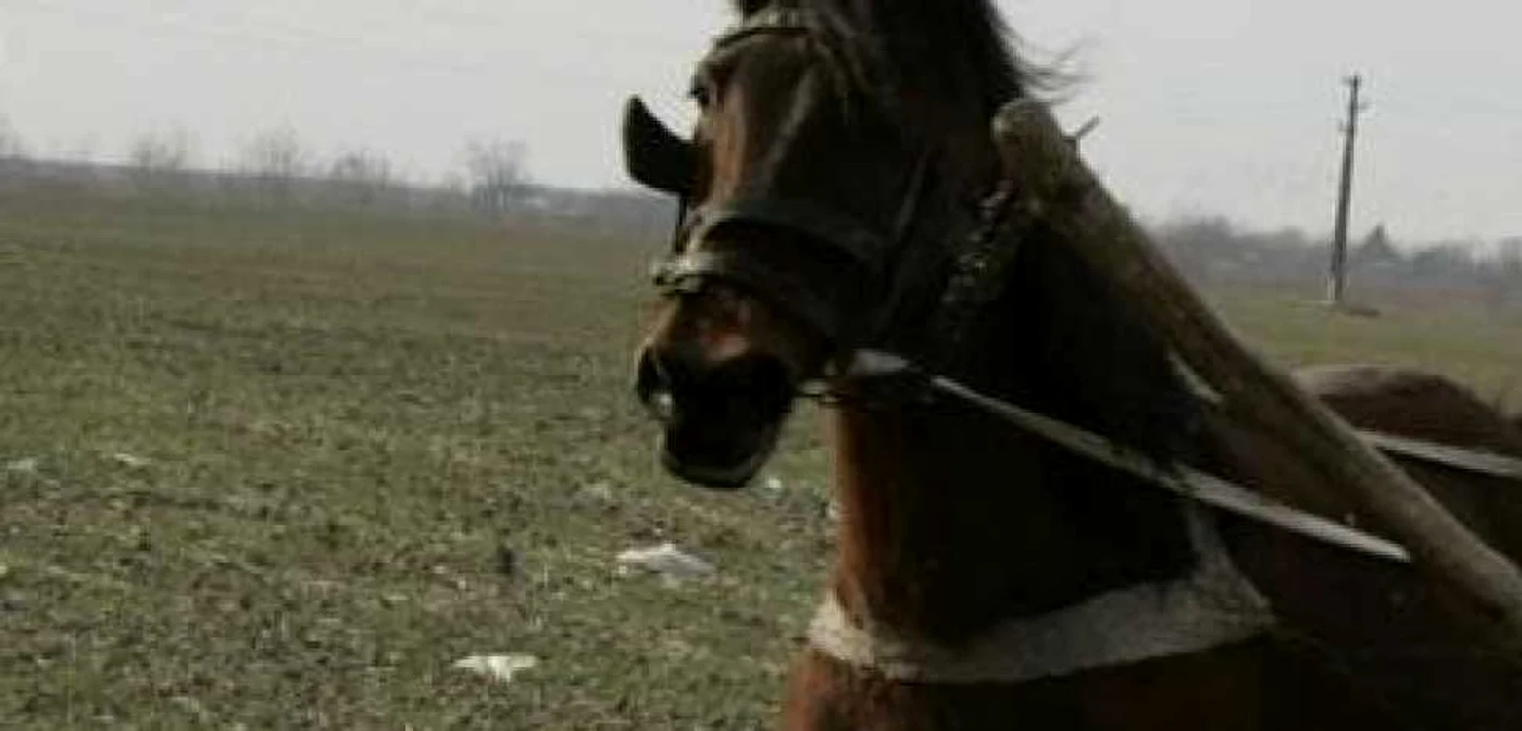 Trădaţi de cal (foto arhivă)