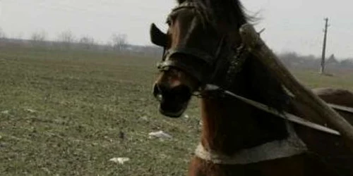 Trădaţi de cal (foto arhivă)