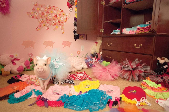 Penelopi e cel mai fiţos porc din lume, are propriul dormitor şi e plimbat cu căruciorul