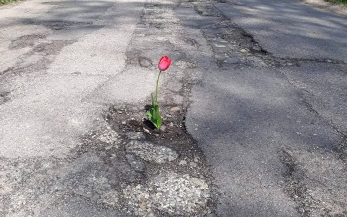 Laleaua a fost plantată chiar pe drumul Judeţean