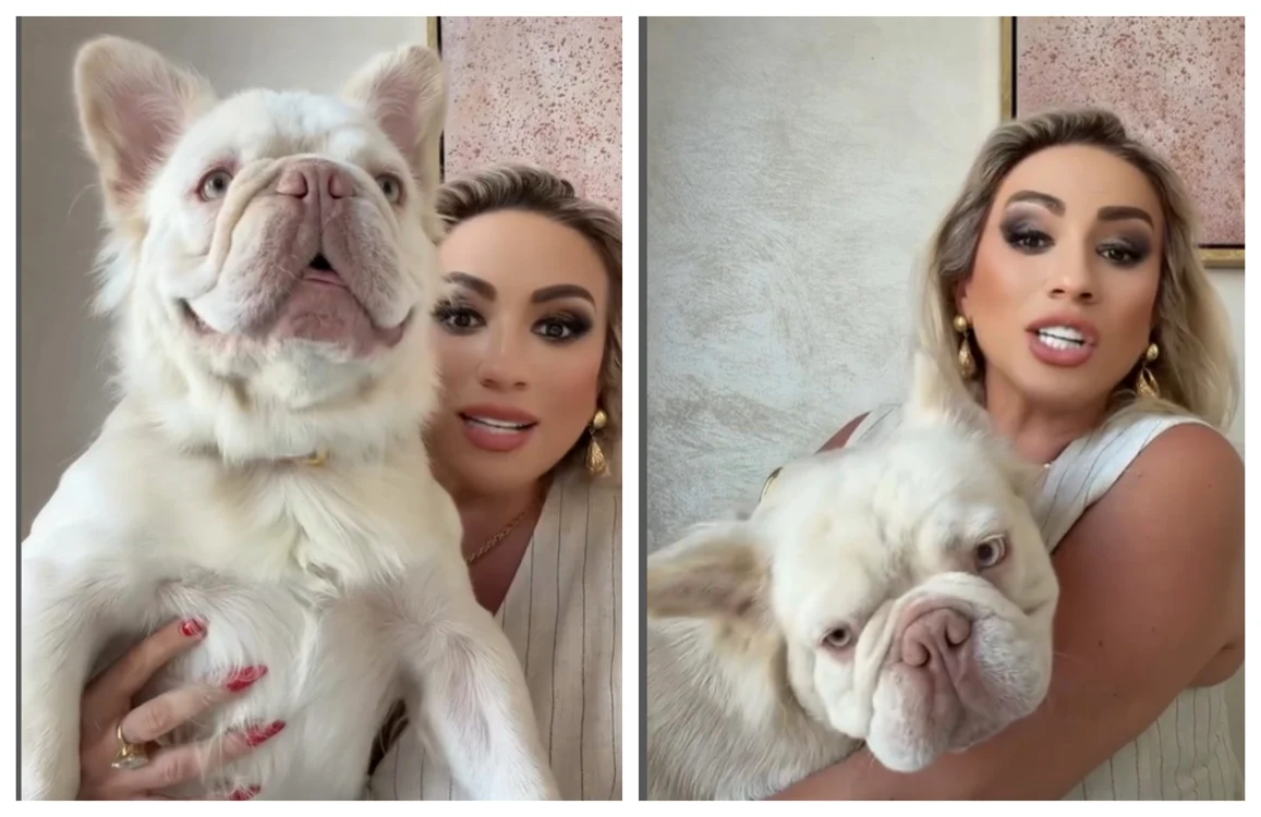 Fluffy Frenchie