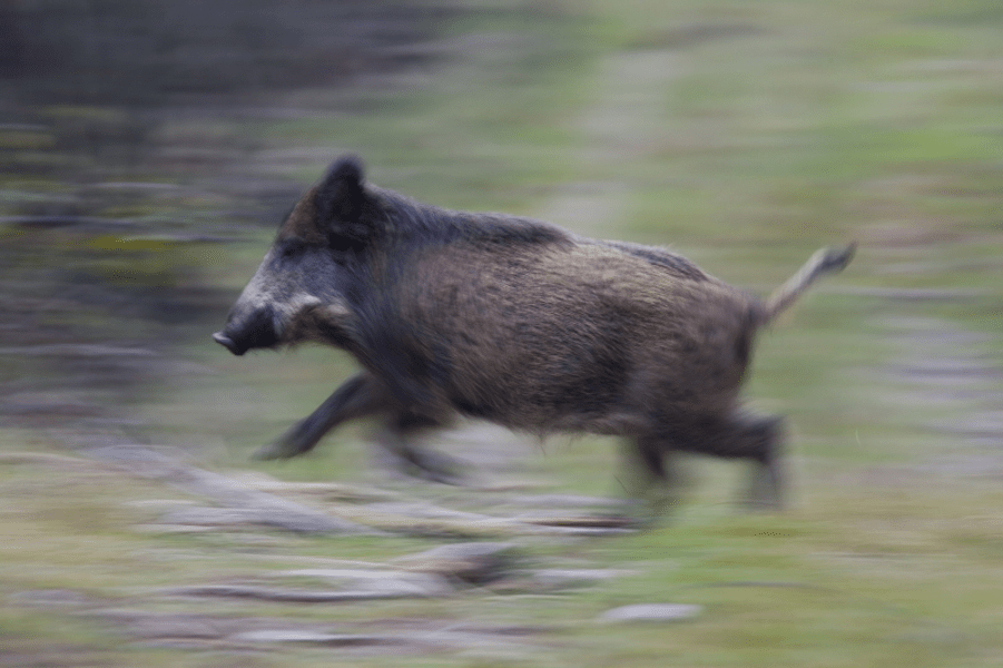 Bărbat, atacat de un porc mistreţ la o partidă de vânătoare în județul Buzău