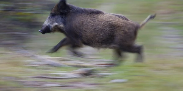 porc mistret jpeg