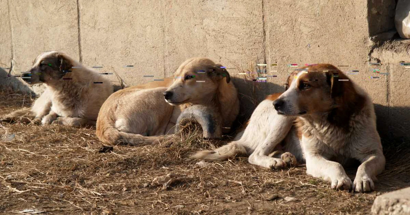 Hingherii mai iau din Ploieşti doar câinii periculoşi, din zonele aglomerate Foto: Alex Policală