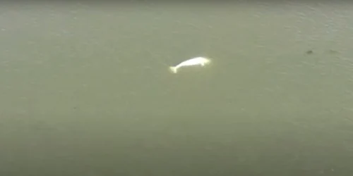 o balena alba a ajuns pe râul sena din franta FOTO captură video 