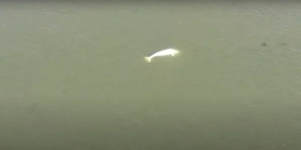 o balena alba a ajuns pe râul sena din franta FOTO captură video 