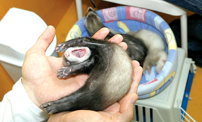 “Aaa... ce plictiseală!  Vreau acasă!”