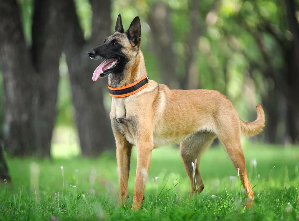 Ciobănescul belgian Malinois este cel mai inteligent câine din lume.