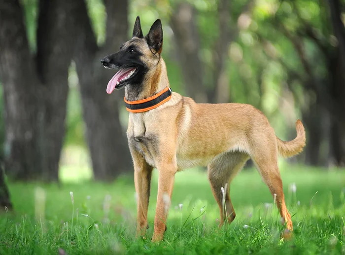 Ciobănescul belgian Malinois este cel mai inteligent câine din lume.