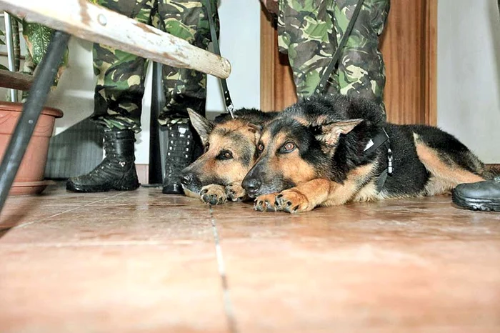 Colegii de trupă, câinii Becks,  Lord şi Dino, au suferit  şi ei la despărţire