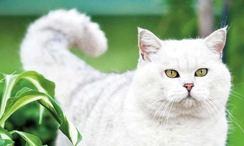 1 67320 original jpg jpeg