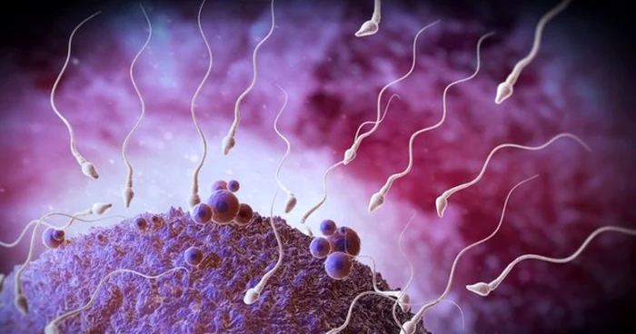 Spermă FOTO BBC