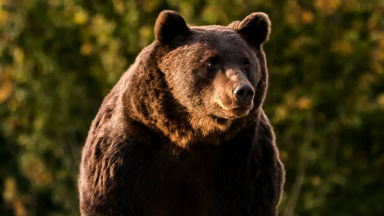 Presa internațională relatează pe larg despre ursul ArthurFoto: Agent Green